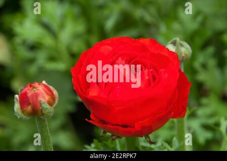 Sydney Australia, red ranunculus flower with raindrops on petals Stock Photo