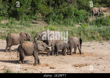 African elephant (Loxodonta africana) herd in a dry river bed digging for water in Kruger National Park, South Africa Stock Photo