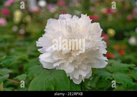 A white peony flower in the park. The shooting location was Xitou National Park, Nantou County, Taiwan. Stock Photo