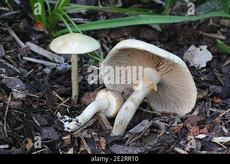 Agrocybe praecox, known as the Spring Fieldcap, wild mushroom from Finland Stock Photo