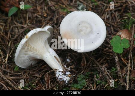 Clitopilus prunulus, commonly known as the miller or the sweetbread mushroom Stock Photo