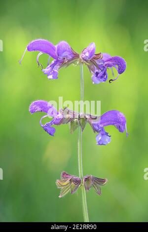 Salvia pratensis, known as meadow clary or meadow sage, wild flower from Finland Stock Photo
