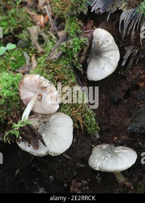 Pluteus salicinus, known as the Willow Shield, wild mushroom from Finland Stock Photo