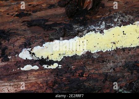 Antrodiella citrinella, also called Flaviporus citrinellus, a polypore from Finland with no common english name Stock Photo