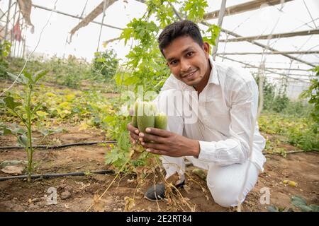 Happy indian farmer collects harvesting cucumbers from his poly house or greenhouse, A man holds cucumbers in his hands. Fresh vegetables, modern farm Stock Photo