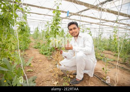 Happy young indian farmer collects harvest organic cucumbers from his poly house or greenhouse, A man Thumbs up with one hand, modern farming, agricul Stock Photo