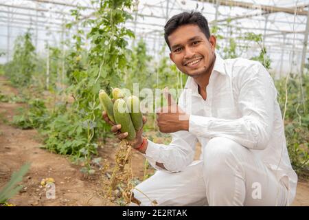 Happy young indian farmer collects harvest organic cucumbers from his poly house or greenhouse, A man Thumbs up with one hand, modern farming, agricul Stock Photo