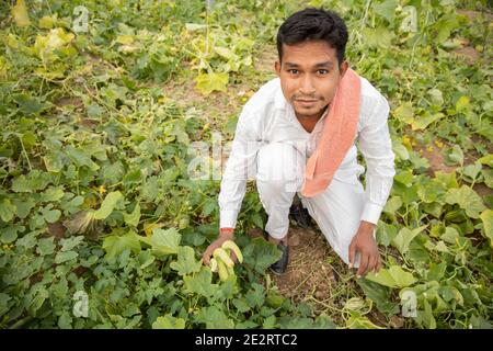 Happy indian farmer collects harvesting cucumbers from agriculture field or garden, A man holds cucumbers in his hands. Fresh green vegetables, copy s Stock Photo