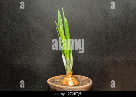 young fresh green onions growing in a flower pot on a black background Stock Photo