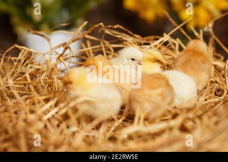Easter baby chickens in the straw nest on the morning. Cute chicks Stock Photo