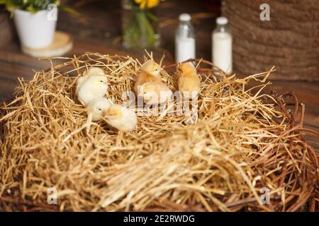 Close-up of a lot of small yellow chicks. Cute chicks on hay Stock Photo