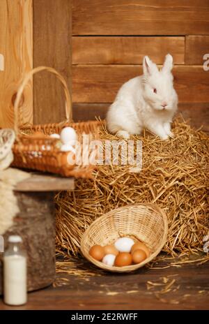 Easter cute bunny sitting with basket of white eggs, rural scene Stock Photo