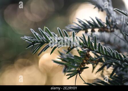 Plants with frost on a cold winter morning Stock Photo
