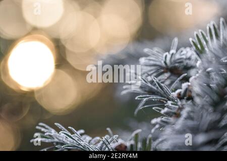 Plants with frost on a cold winter morning Stock Photo