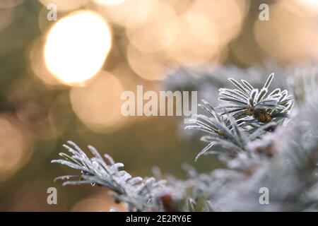 Plants with frost on a cold winter morning Stock Photo