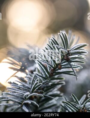 Plants with frost on a cold winter morning Stock Photo