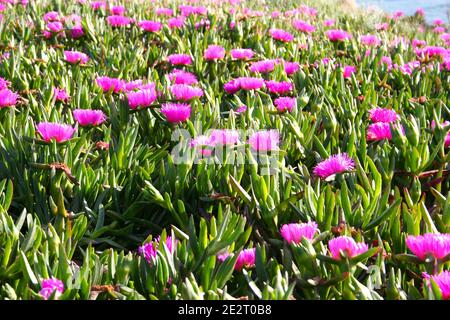 Bright pink flowers Sally-my-handsome plant (Carpobrotus acinaciformis) also known as a Hottentot Fig-marigold, Giant Pigface, Sea Fig, or Sour Fig Stock Photo