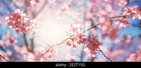 Blurred sakura tree twigs on blue background. Stock Photo