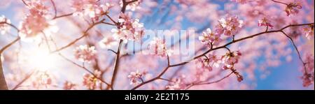 Blurred sakura tree twigs on blue background. Stock Photo