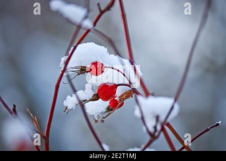 Beautiful winter background - bright red rose hips covered with small snowdrifts. Snowy winter. Stock Photo