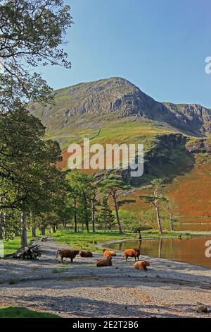 Highland Cattle on shore of Buttermere Stock Photo
