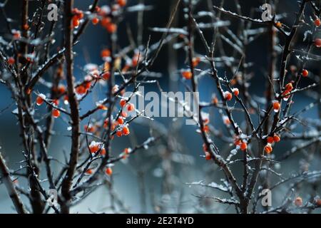 Sea buckthorn branch with orange berries covered with ice and snow Stock Photo