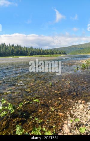 Virgin Komi forests. UNESCO World Heritage Site, Yugyd Va National Park, summer landscape, Shchugor river. Stock Photo