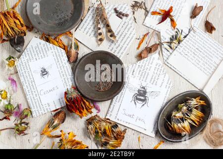 Saving flower seeds in envelopes. Saving seed from the pods and dried flower heads of sweet pea, marigold, aquilegia, cosmos and rudbeckia. UK Stock Photo