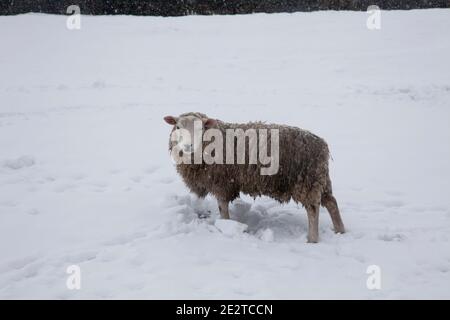 Single sheep Ovis aries in thick snow on an upland farm in Yorkshire during January