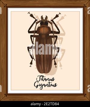 Titanus giganteus on wooden frame illustration Stock Vector