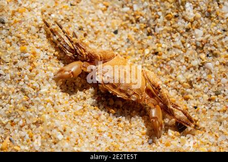 Small Female Fidler Crab (Ocypodidae), On A Coarse Sandy Beach In The Algarve Portugal Stock Photo