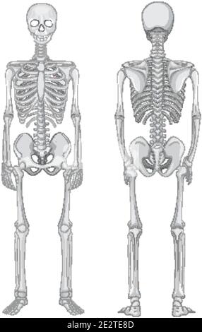 Front and back views of skeleton isolated on white background Stock ...