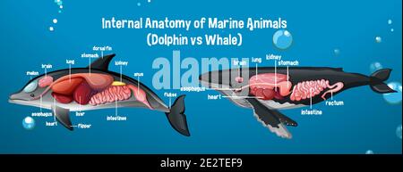 Internal Anatomy of Marine Animals (Dolphin vs Whale) illustration Stock Vector