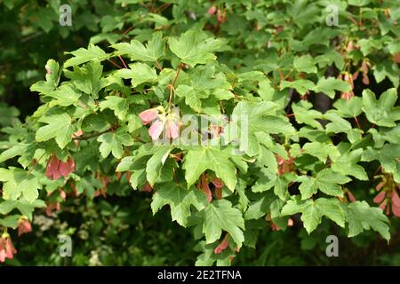 The invasive sycamore maple Acer pseudoplatanus with red seed and green foliage Stock Photo