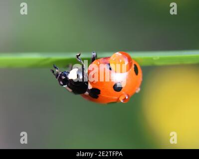 Sevenspotted ladybird coccinella septempunctata on a straw wet after rain Stock Photo