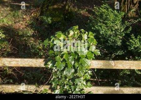 Bright Winter Sunlight on Wild Ivy (Hedera helix) Growing up a Fence Post in a Woodland Forest in Rural Devon, England, UK Stock Photo