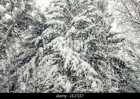 Coniferous trees in the snow in the winter forest. Beautiful winter landscape of snow-covered forest Stock Photo