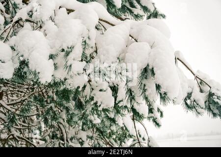 Snow-covered spruce branch close-up. A lot of snow on the branches of the spruce Stock Photo