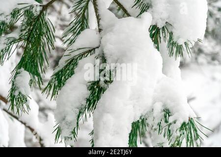 Snow-covered spruce branch close-up. A lot of snow on the branches of the spruce Stock Photo
