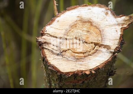 Cross section of a tree in woodland in England Stock Photo