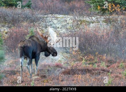 Alaska Yukon Bull Moose in Denali National Park Alaska in Auutmn Stock Photo