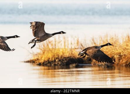 Canada geese in lw flight over calm bay waters and salt marsh grasses Stock Photo