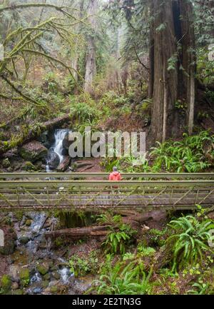 A scenic trail meanders through a moist coastal forest in Klamath, Northern California. This beautiful region is home to extensive temperate forests. Stock Photo