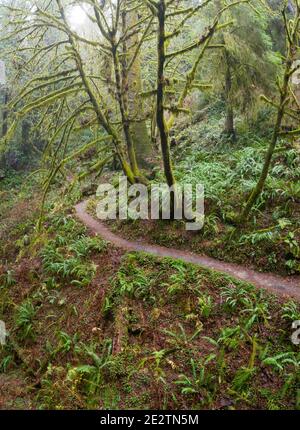 A scenic trail meanders through a moist coastal forest in Klamath, Northern California. This beautiful region is home to extensive temperate forests. Stock Photo