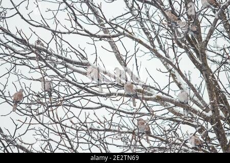 turtle doves sitting on a tree under the falling snow Stock Photo