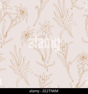 Edelweiss. Seamless pattern with edelweiss flowers on a pink background. Stock Vector