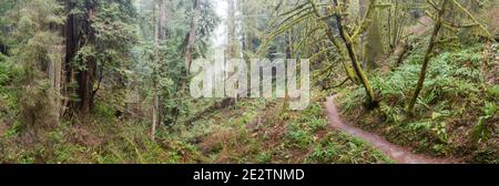 A scenic trail meanders through a moist coastal forest in Klamath, Northern California. This beautiful region is home to extensive temperate forests. Stock Photo