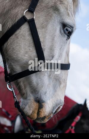 Close up of horses in a field Stock Photo