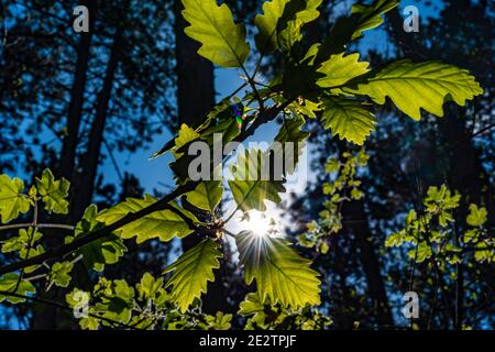 A forest during springtime with young green leaves and sunlight Stock Photo
