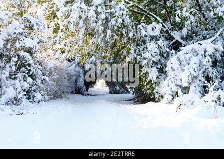 Morley Leeds West Yorkshire 15th January 2021 after yesterday's heavy snowfall in Leeds the sun came out and turned Morley in to a spectacular winter wonderland, Credit: Drew Gardner/Alamy Live News Stock Photo